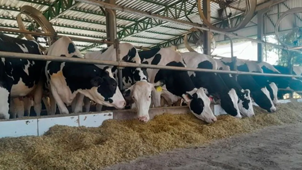 Guaíra - 97.7 - Santa Rosa - RS — Mudança no programa Mais Sólidos, Mais Valor eleva de 30% para 40% a participação dos sólidos no valor pago pelo leite. Fonte: Jornal Noroeste