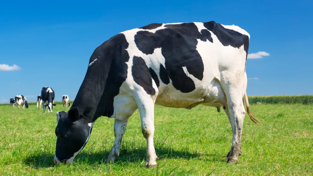 Guaíra - 97.7 - Santa Rosa - RS — A iniciativa busca ampliar a oferta de forragem e fortalecer a produção leiteira, com apoio direto a agricultores familiares. Fonte: Jornal Noroeste